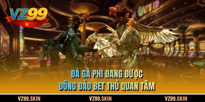 Đá gà Phi đang được đông đảo bet thủ quan tâm